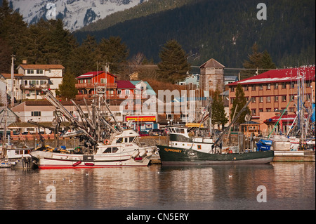 Pacific aringa (Clupea pallasii) sac roe flotta peschereccia riuniranno in Sitka, Alaska porti del. Foto Stock