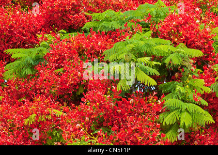 Israele, Tel Aviv, Bot flame tree (Delonix regia) fioritura Foto Stock