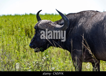 Buffalo syncerus caffer bull. Questi lone tori sono spesso indicati come pugnale ragazzi a causa del loro spessore di ricoprimento di fango essiccato. Foto Stock