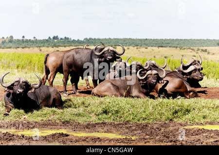 Buffalo syncerus caffer bull. Questi tori sono spesso indicati come pugnale ragazzi a causa del loro spessore di ricoprimento di fango essiccato. Foto Stock