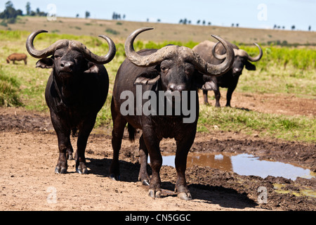 Buffalo syncerus caffer bull. Questi tori sono spesso indicati come pugnale ragazzi a causa del loro spessore di ricoprimento di fango essiccato. Foto Stock