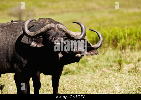 Buffalo Syncerus caffer bull. Questi tori sono spesso indicati come pugnale ragazzi a causa del loro spessore di ricoprimento di fango essiccato. Foto Stock