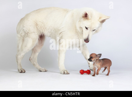 Bianco pastore tedesco cane giocando con il chihuahua cucciolo Foto Stock