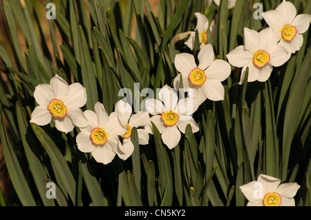 Narciso Foto Stock
