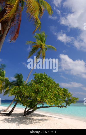 Maldive, North Male Atoll, Bandos Island, Bandos Island Resort Hotel, spiaggia e laguna Foto Stock