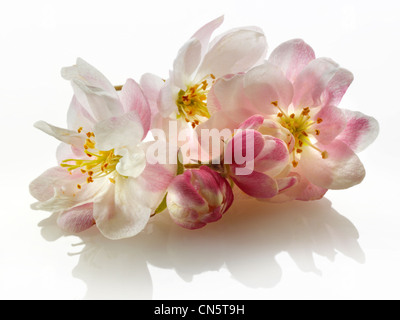 Apple Blossom fiori contro uno sfondo bianco per tagliare Foto Stock