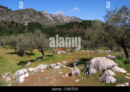 Vista attraverso gli uliveti verso le montagne, Refugio de Juanar, vicino a Marbella, Andalusia, Spagna, Europa occidentale. Foto Stock