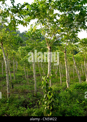 In Camerun, caratteristica: Camerun, un tour di pepe Foto Stock