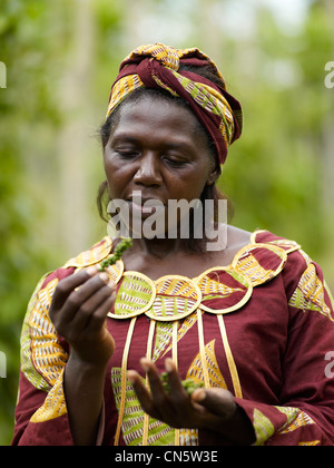 In Camerun, caratteristica: Camerun, un tour di pepe Foto Stock