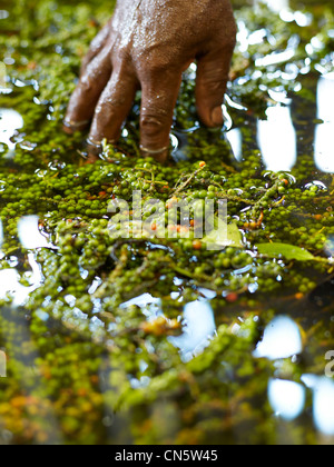 In Camerun, caratteristica: Camerun, un tour di pepe Foto Stock