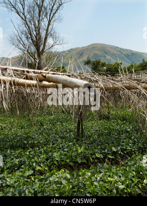 In Camerun, caratteristica: Camerun, un tour di pepe Foto Stock