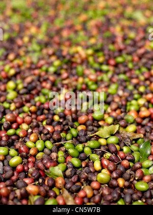 In Camerun, caratteristica: Camerun, un tour di pepe Foto Stock