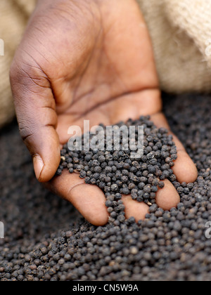 In Camerun, caratteristica: Camerun, un tour di pepe Foto Stock