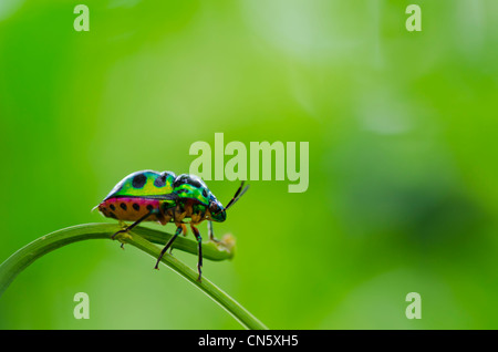 Gioiello beetle nel verde della natura Foto Stock