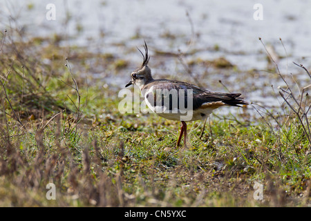 Pavoncella. Vanellus vanellus (Charadridae Foto Stock