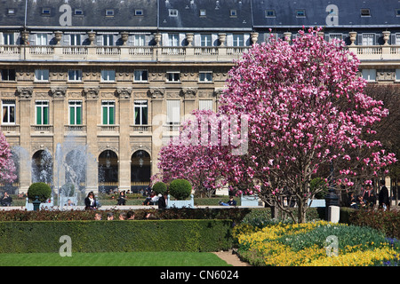 Francia, Parigi, Palais Royal Garden a primavera tempo magolias con alberi in fiore Foto Stock