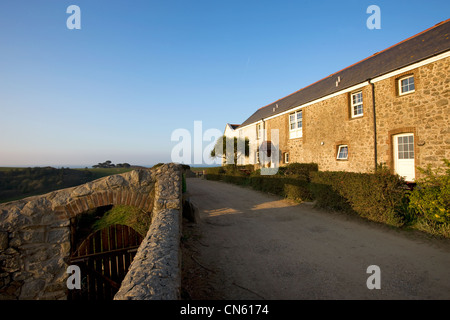 Regno Unito, Isole del Canale e Isola di Herm, mucche nei prati Foto Stock