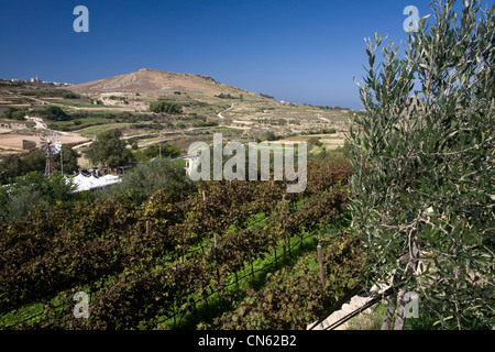 Malta e Gozo Island, Xaghra, vite e ulivo Ta'mena per la produzione del vino proprietà Foto Stock