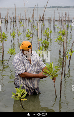 Un pescatore tende giovani piante di mangrovia sul bordo del lago Songkhla. Questo è parte di un progetto per il ripristino del lago pesca impoverito motivi. Della Thailandia Foto Stock