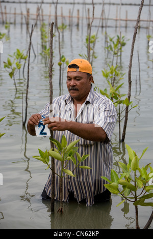 Un pescatore tende giovani piante di mangrovia sul bordo del lago Songkhla. Questo è parte di un progetto per il ripristino del lago pesca impoverito motivi. Della Thailandia Foto Stock