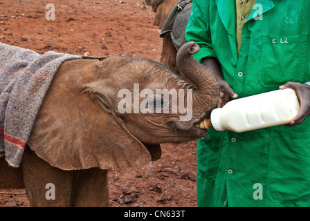 Elefante africano di vitello, Loxodonta africana, bere latte da una bottiglia, Sheldrick l'Orfanotrofio degli Elefanti, Nairobi, Kenya, Africa Foto Stock