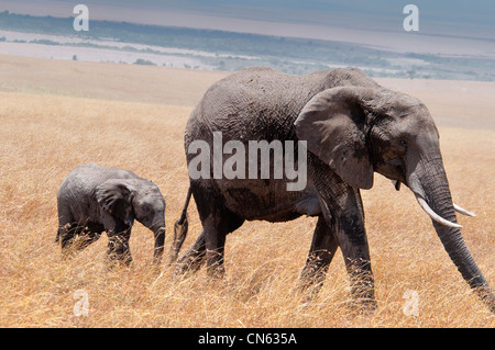 Elefante africano di vitello, Loxodonta africana, a seguito di sua madre, il Masai Mara riserva nazionale, Kenya, Africa Foto Stock