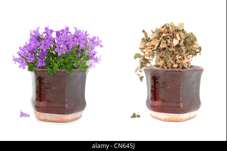 Vivo fiori viola e secchi fiori morti in marrone vintage pot Foto Stock