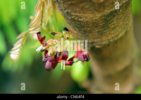 Averrhoa bilimbi comunemente noto come bilimbi cucumber tree o albero sorrel Foto Stock