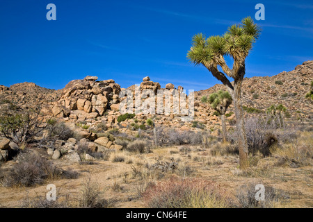 Il paesaggio del deserto a Joshua Tree National Monument, California Foto Stock