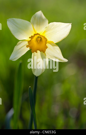 Daffodil in luce posteriore Foto Stock