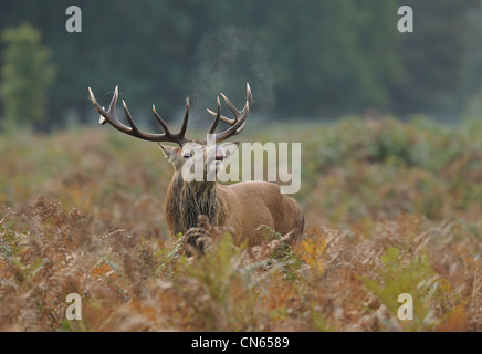 Un cervo lo sniffing di aria durante il anuale rut Foto Stock
