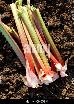 Bastoni di Rhubard Foto Stock