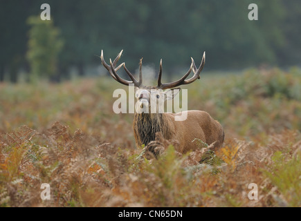 Un cervo lo sniffing di aria durante il anuale rut Foto Stock