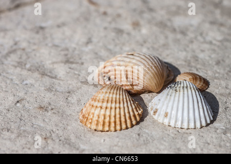 seashells on the sand of a beach Foto Stock