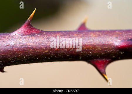 Spine di rovo Foto Stock