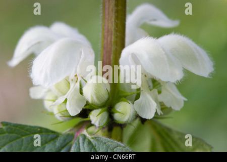 Morti Bianche di ortica Lamium (album) Fiori Foto Stock