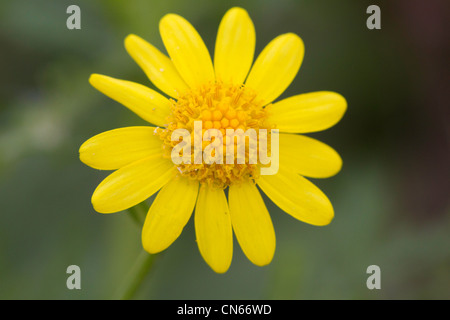 Oxford erba tossica (Senecio squalidus) fiore Foto Stock