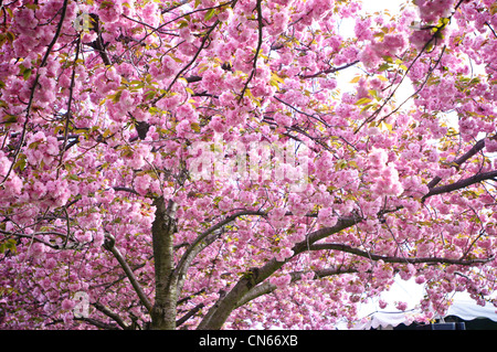 Ciliegi fioriti in Brooklyn Botanical Garden durante il Cherry Blossom Festival. 1 maggio 2011 Foto Stock