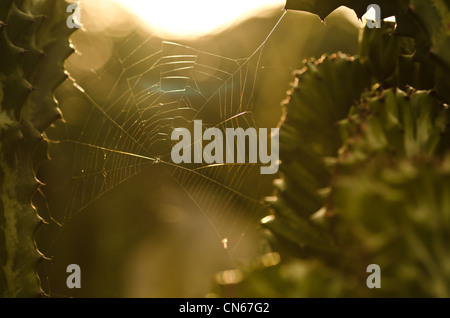 Spider Web nel verde della natura o nella foresta Foto Stock