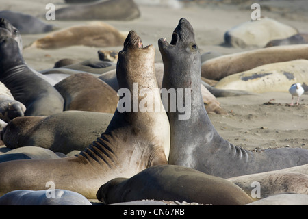 I capretti Northern Elephant guarnizioni (Mirounga angustirostris) sparring Foto Stock