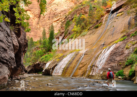 Escursionista, North Fork del fiume vergine, Sion si restringe, Utah. Foto Stock