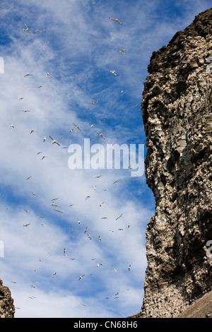 Norvegia Isole Svalbard, Edgeoya Isola, uccelli di mare in cerchio in volo sopra le scogliere di nidificazione lungo Diskobukta Bay in mattinata estiva Foto Stock