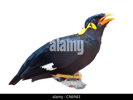 Uccello, Hill Myna, Gracula religiosa, appollaiato sul ramo di un albero isolato su sfondo bianco, spazio di copia Foto Stock