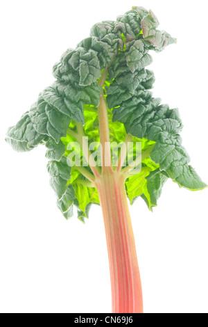 Giovane foglia di rabarbaro (Rheum rhabarbarum o Rheum x hybridum). Foto Stock