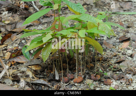 Southern Casuario casuarius Casuarius semi contenuti nelle deiezioni/feci la germogliazione sul suolo della foresta pluviale, Queensland, Australia Foto Stock