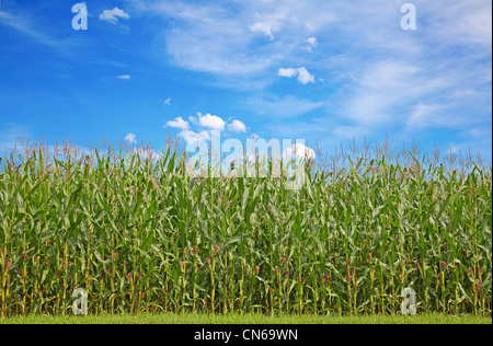 Campo di grano sotto il cielo blu con alcune soffici nuvole Foto Stock