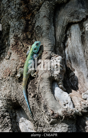 A testa azzurra tree AGAMA SA - nero a collo (agama Agama atricollis - Acanthocercus atricollis) maschio arrampicata su un albero Masai Mara Foto Stock