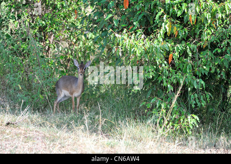 Kirk's dik-dik (Madoqua kirkii) femmina in piedi all'ombra di cespugli Masai Mara - Kenya - Africa orientale Foto Stock