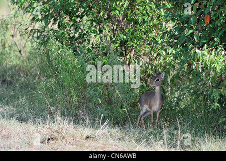 Kirk's dik-dik (Madoqua kirkii) femmina in piedi all'ombra di cespugli Masai Mara - Kenya - Africa orientale Foto Stock