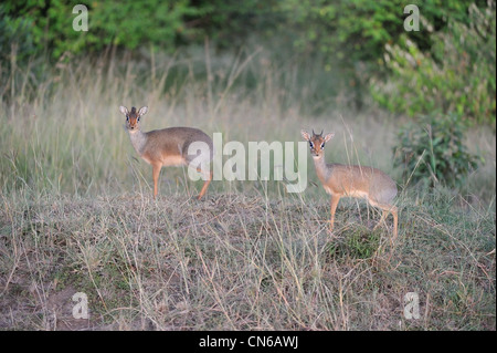 Kirk's dik-dik (Madoqua kirkii) matura nella luce del tramonto Masai Mara - Kenya - Africa orientale Foto Stock